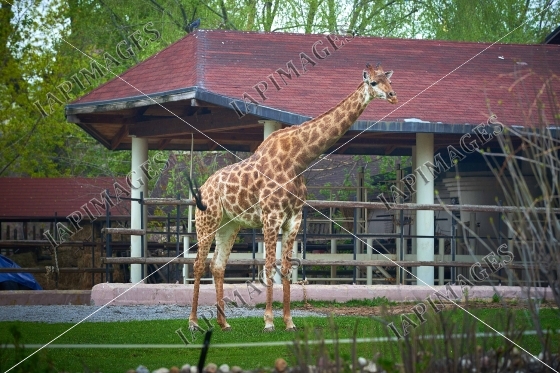 animal