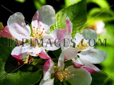 Apple orchard