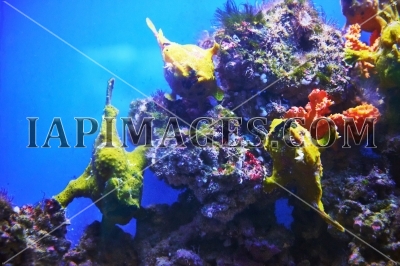 aquarium091