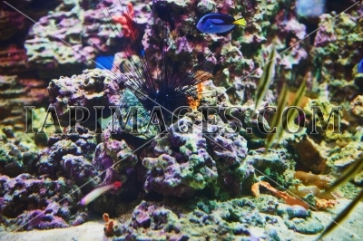 aquarium096