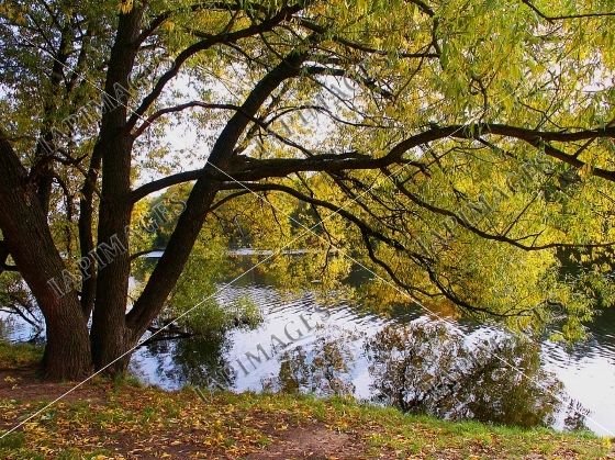 autumn beauty