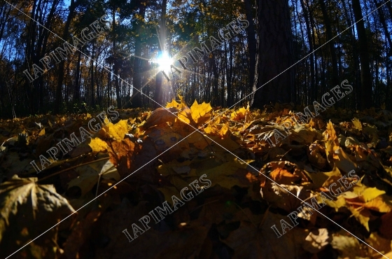 autumn landscape