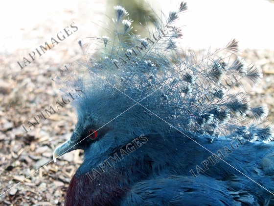 bird