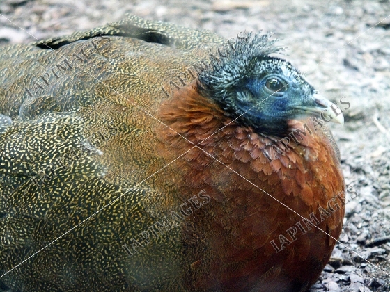 bird