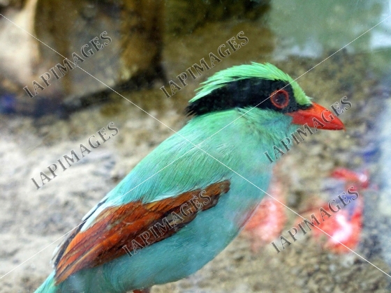 bird