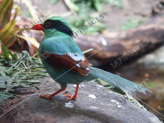 bird