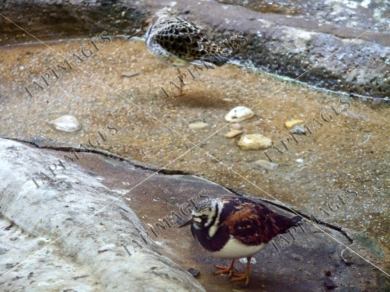 bird