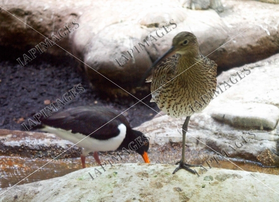 bird