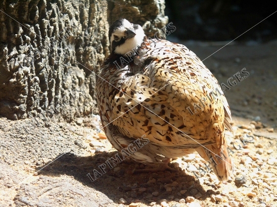 bird