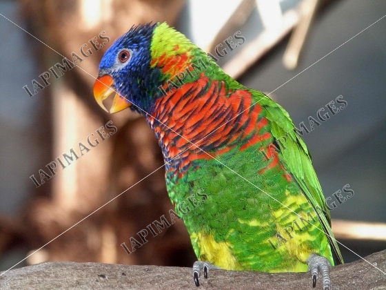 bird