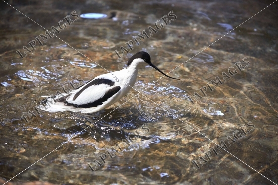 bird