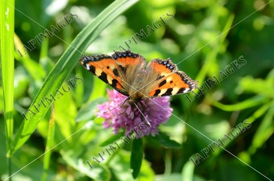 butterfly