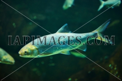 fish004
