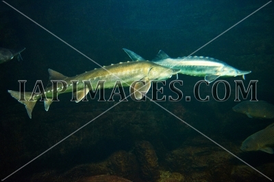fish006