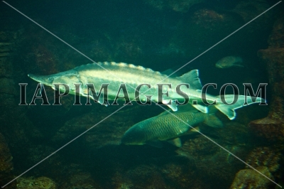 fish009