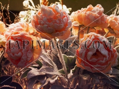 flawers4582