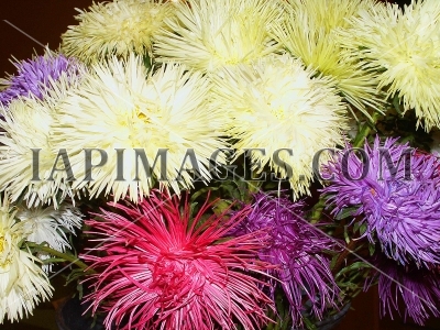 flowerspattern3692