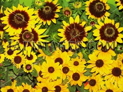 flowerspattern3695