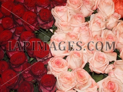 flowerspattern3702