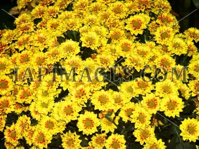 flowerspattern3707