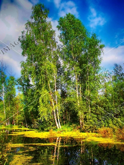 forest lake