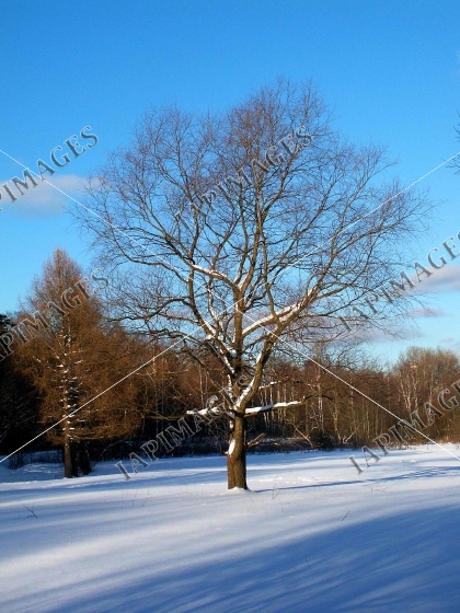 frost and sun