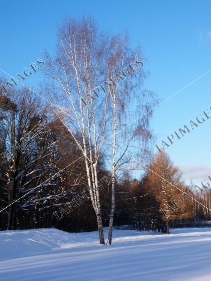 frost and sun