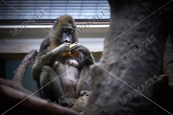 monkey