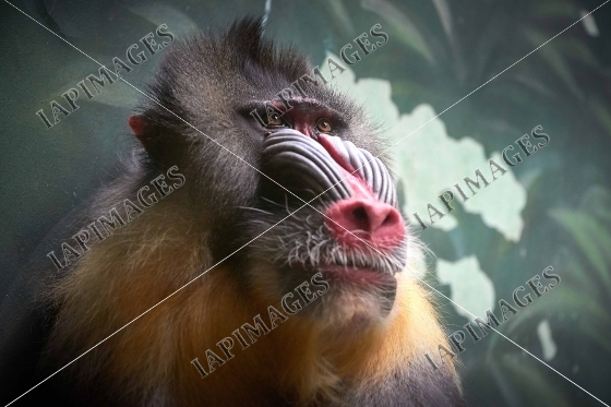 monkey