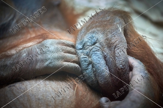 monkey