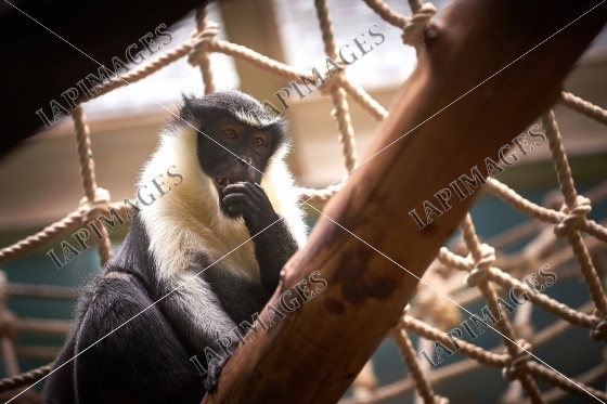 Primate