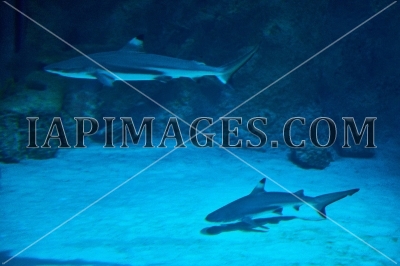 shark14