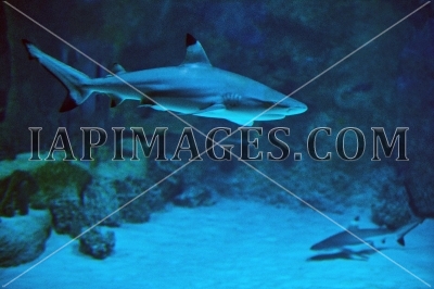 shark16