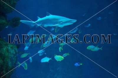 shark20