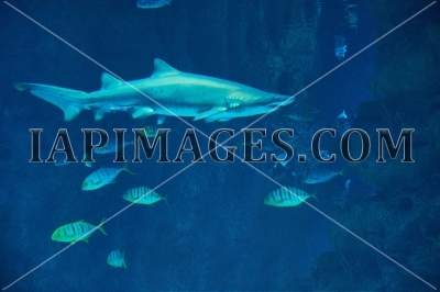 shark23