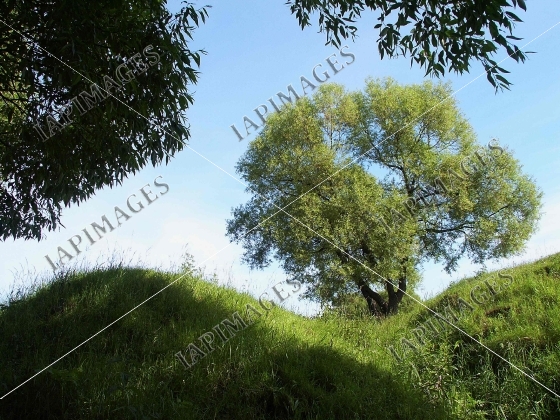 summer nature