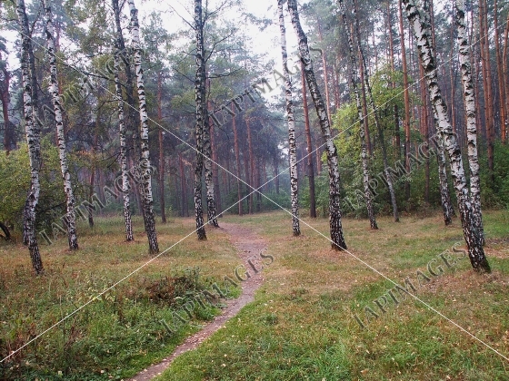 summer nature