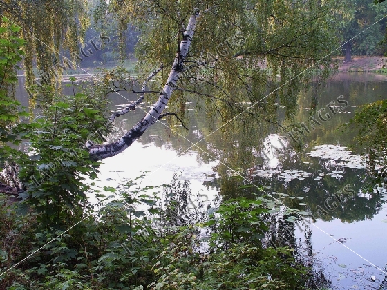 summer nature