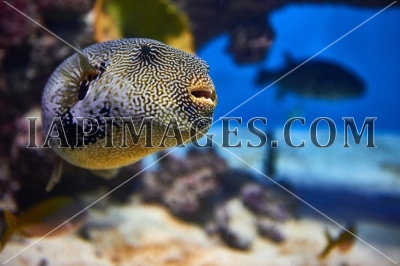 Tropical sea