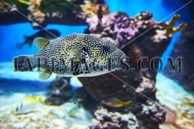 Tropical sea