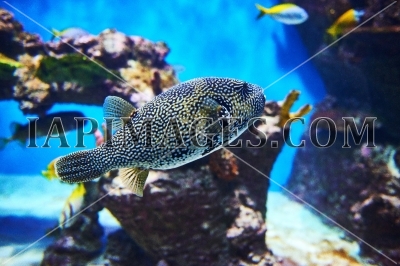 Tropical sea