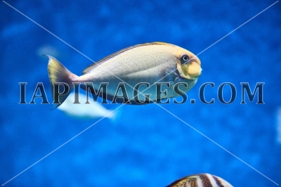 Underwater life