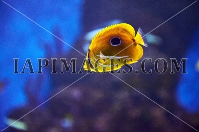 Underwater life