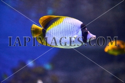 Underwater life