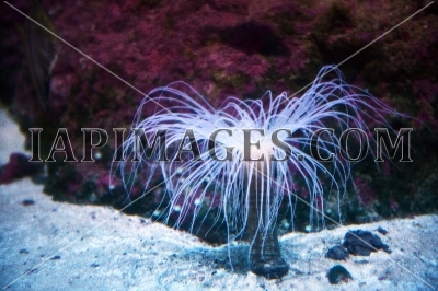 underwater3557