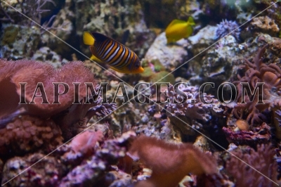 underwater3560