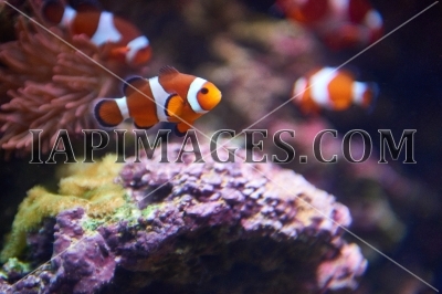 underwater3561