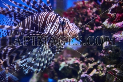 underwater3563