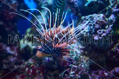 underwater3569