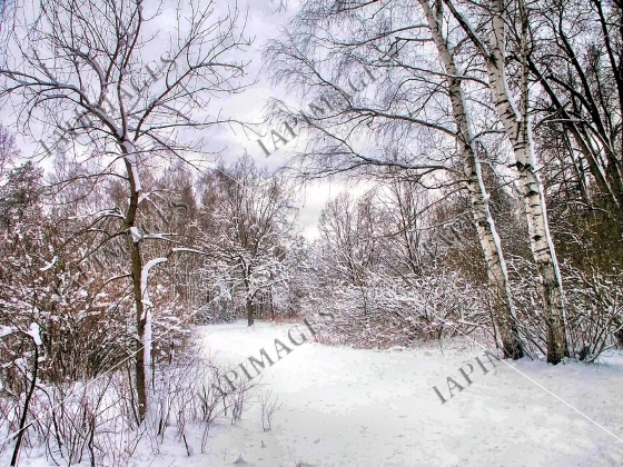 winter landscape
